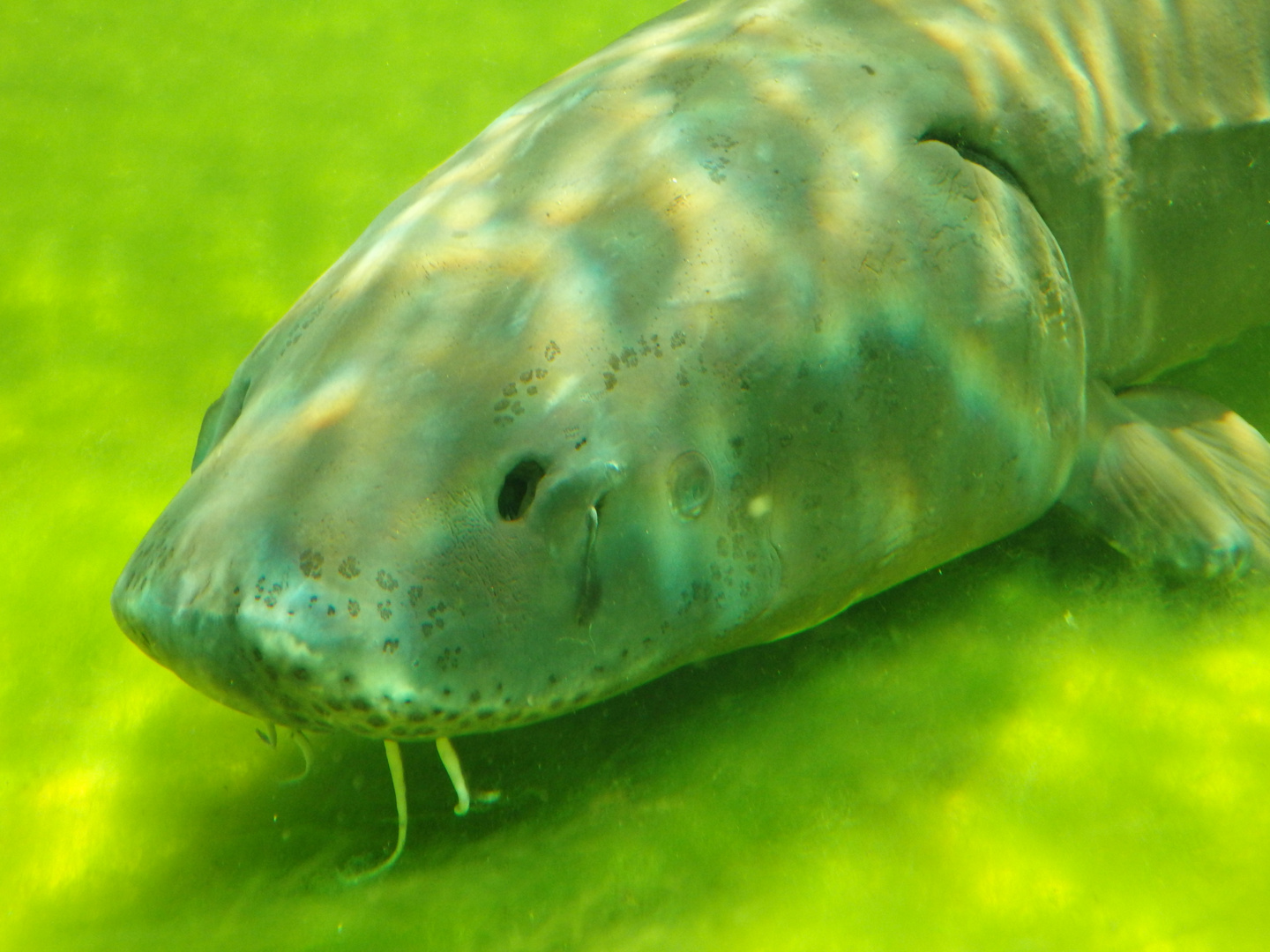 Weißer Stör (Acipenser transmontanus) - im Aquarium