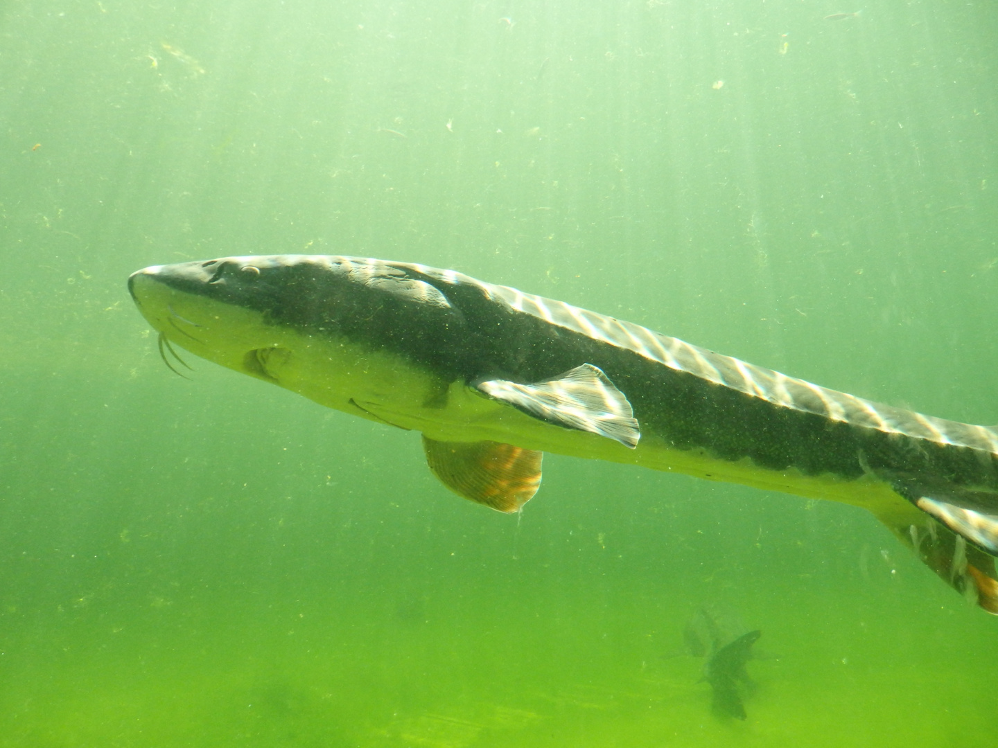 Weißer Stör (Acipenser transmontanus) - im Aquarium