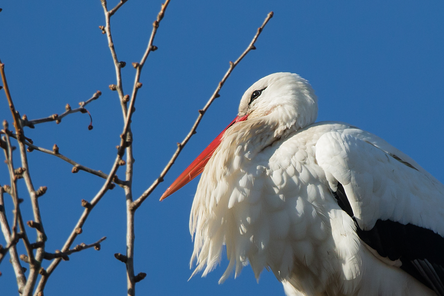 Weißer Storch