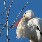 Weißer Storch