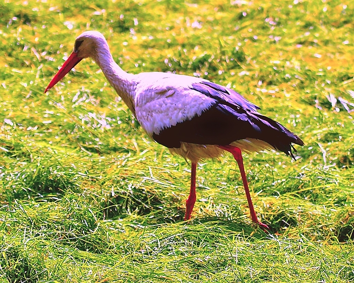 Weißer Storch