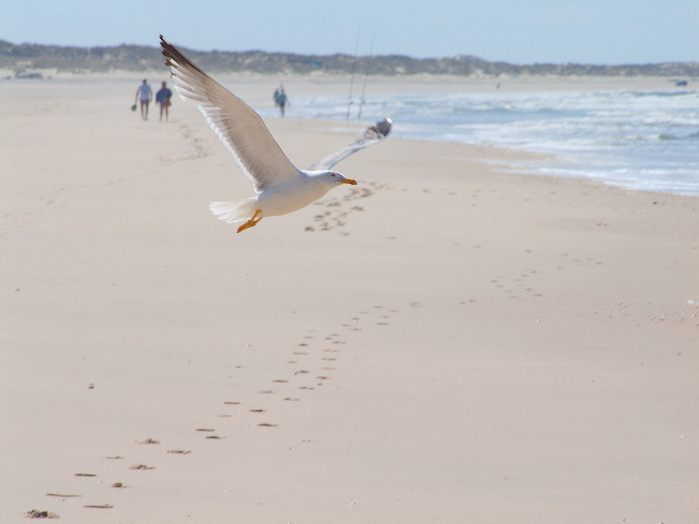 Weißer Strand mit Vogel