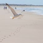 Weißer Strand mit Vogel