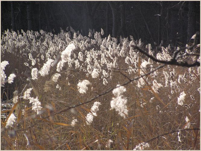 Weisser Teppich in einem tristen Herbstbild