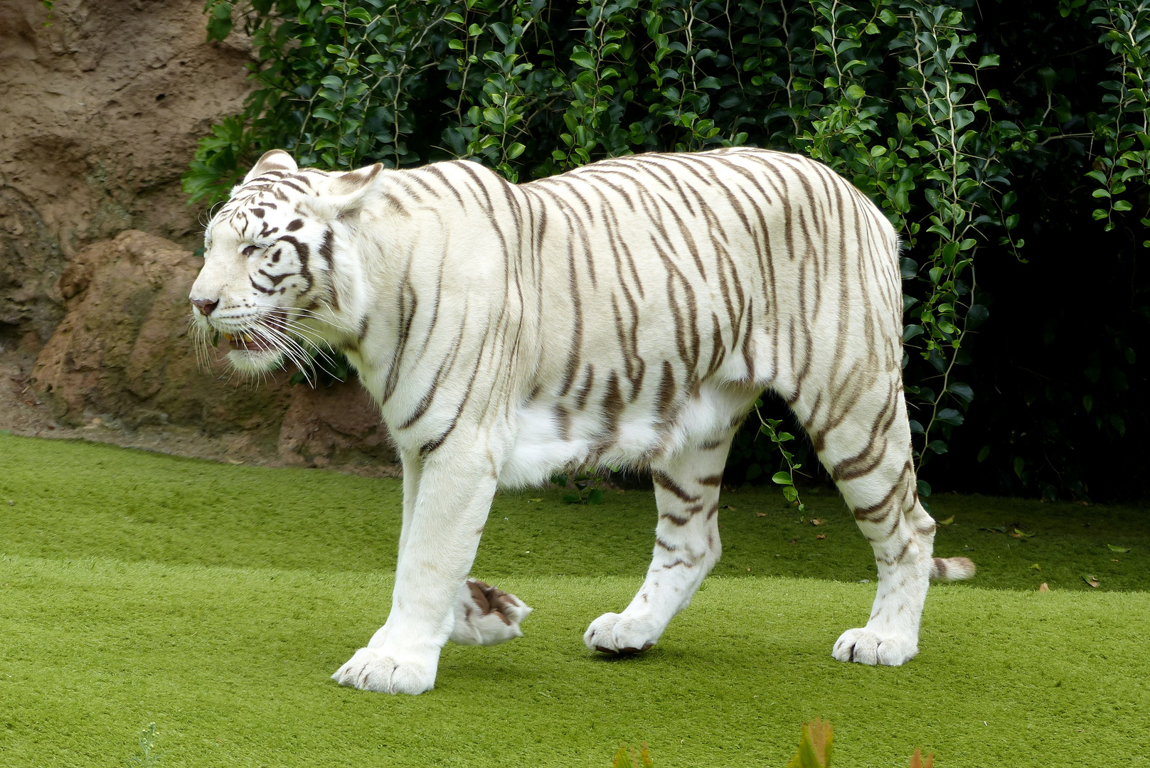 Weißer Tieger aus dem Loro Parque