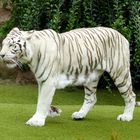 Weißer Tieger aus dem Loro Parque