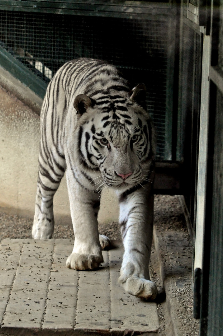 weißer Tieger im Zoo Liberec