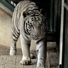 weißer Tieger im Zoo Liberec