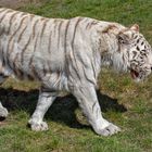 Weißer Tiger 002 