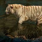 Weißer Tiger 003 