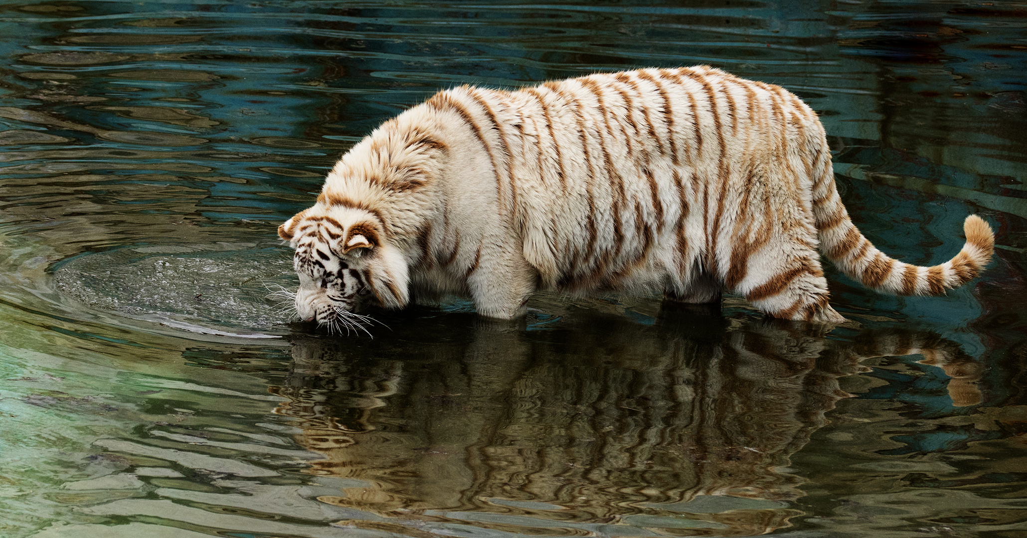 Weißer Tiger 031a