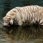 Weißer Tiger 031a