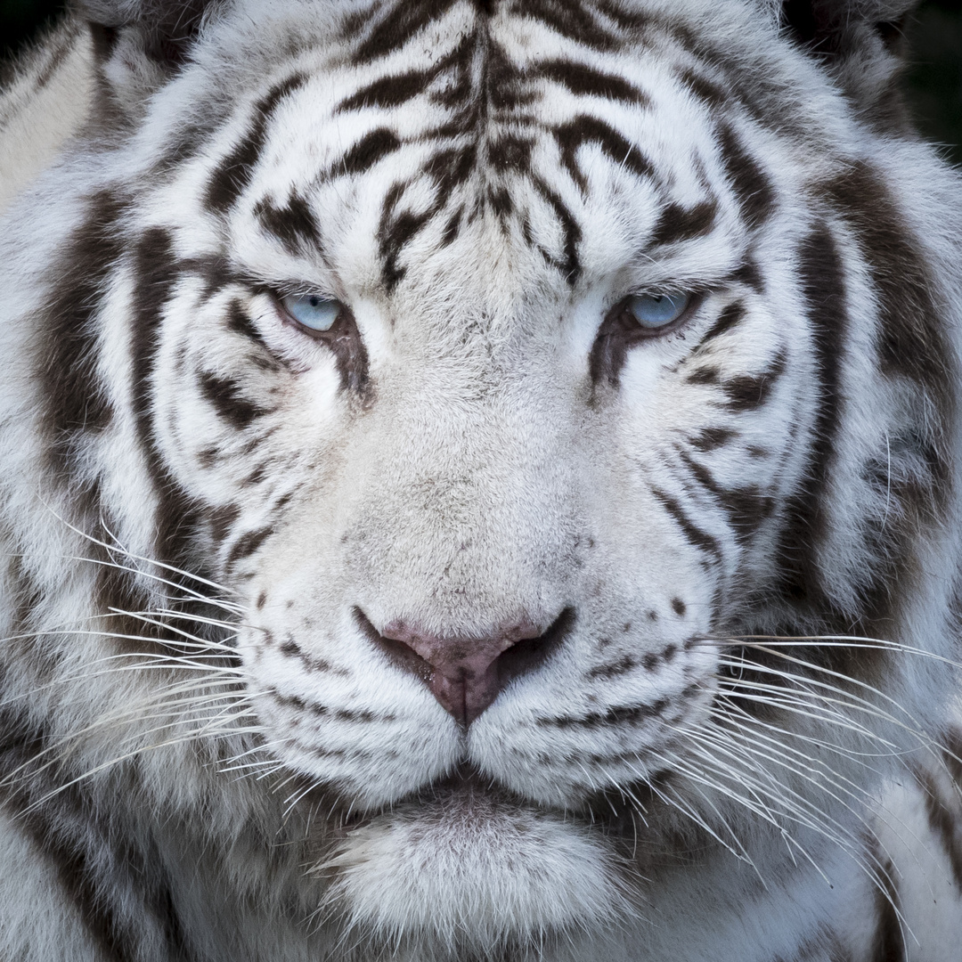Bild Tiger Bild Tiger