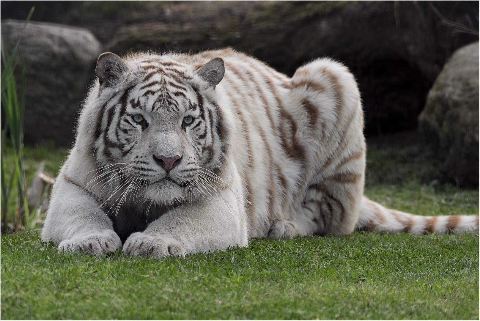 Weisser Tiger Foto Bild Nature Natur Portrait Bilder Auf Fotocommunity