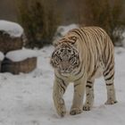 Weisser Tiger 1