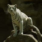 Weißer Tiger ..