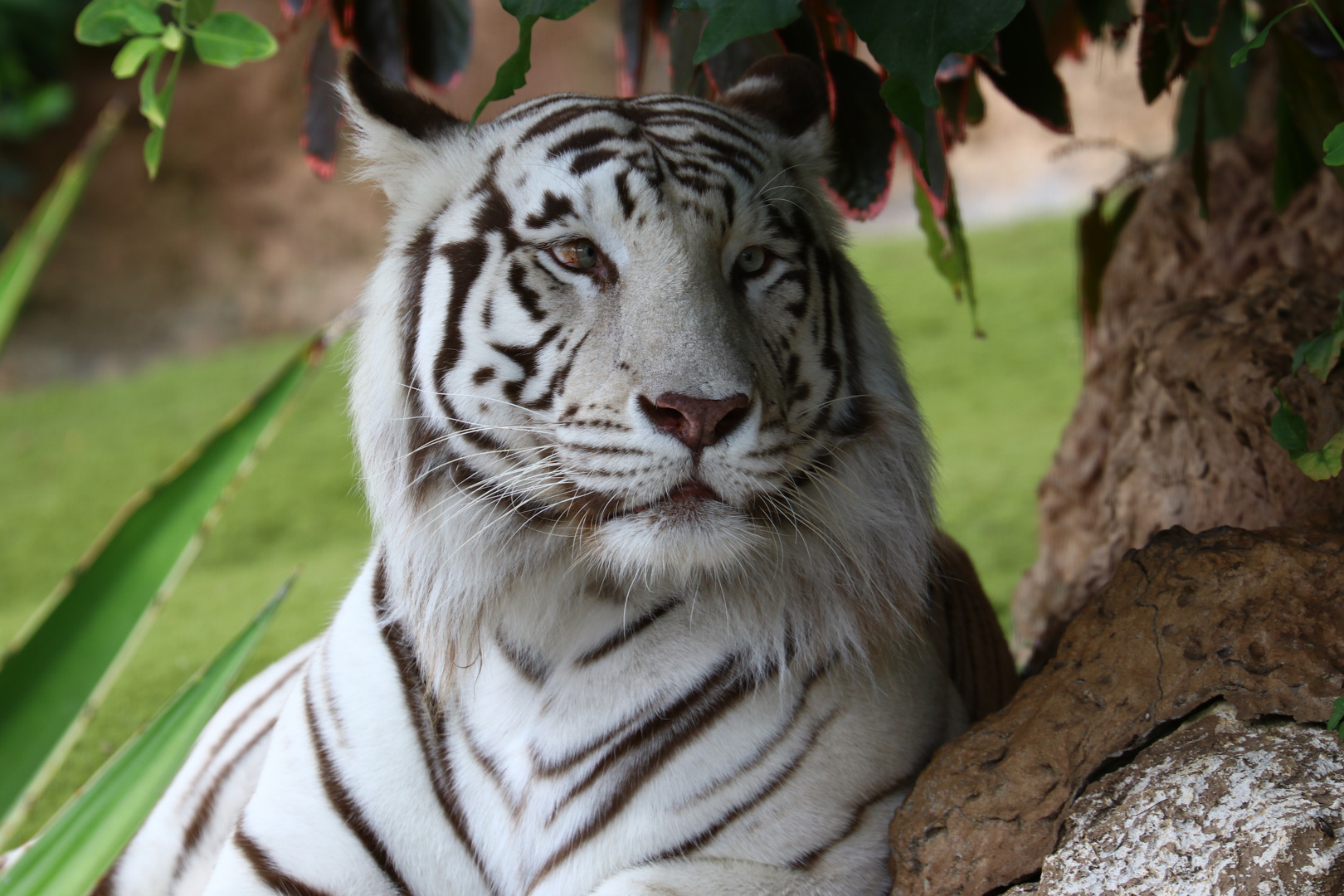 Weißer Tiger ....