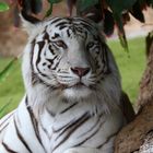 Weißer Tiger ....