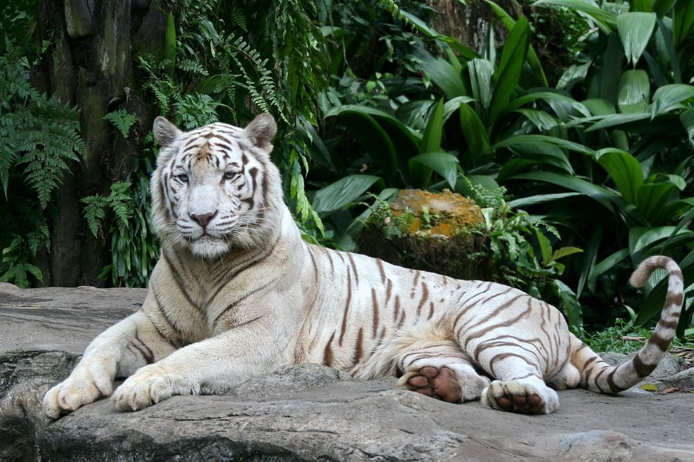 Weißer Tiger 2 Foto & Bild | tiere, zoo, wildpark & falknerei