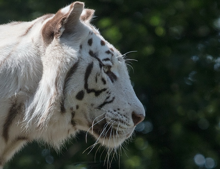 Weißer Tiger 2