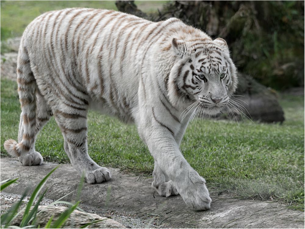Bild Tiger Bild Tiger