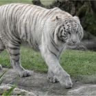 Weißer Tiger