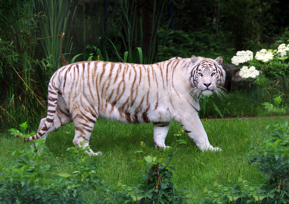 weißer Tiger