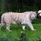 weißer Tiger