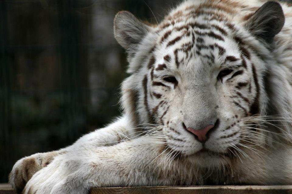 weisser Tiger Foto & Bild | tiere, wildlife, tiere Bilder auf fotocommunity