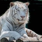 Weißer Tiger 3