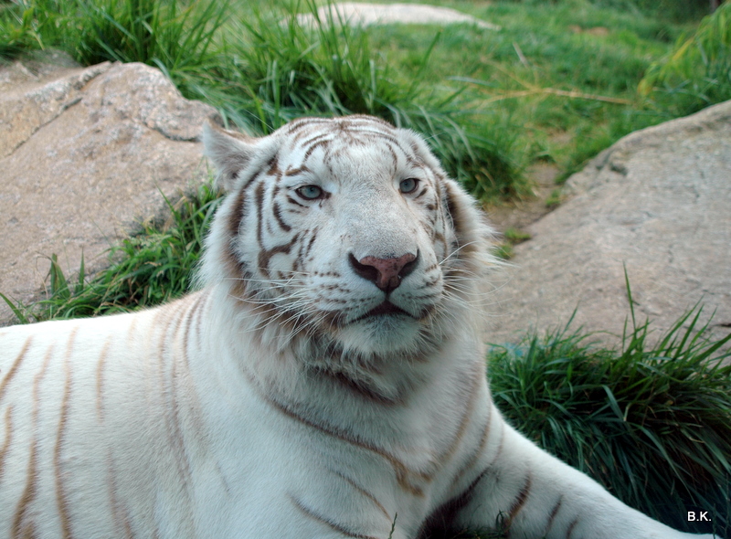 weißer Tiger (3)