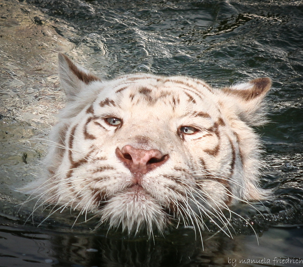 weißer Tiger 