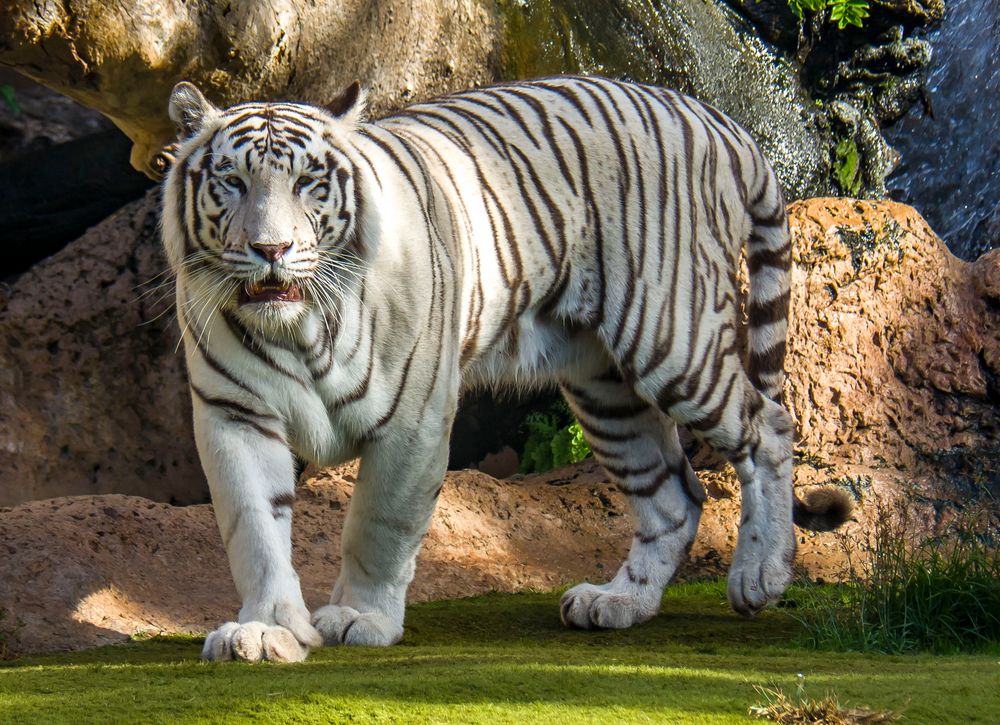 Weißer Tiger Foto &amp; Bild | zoo, raubtiere, tierpark Bilder auf ...