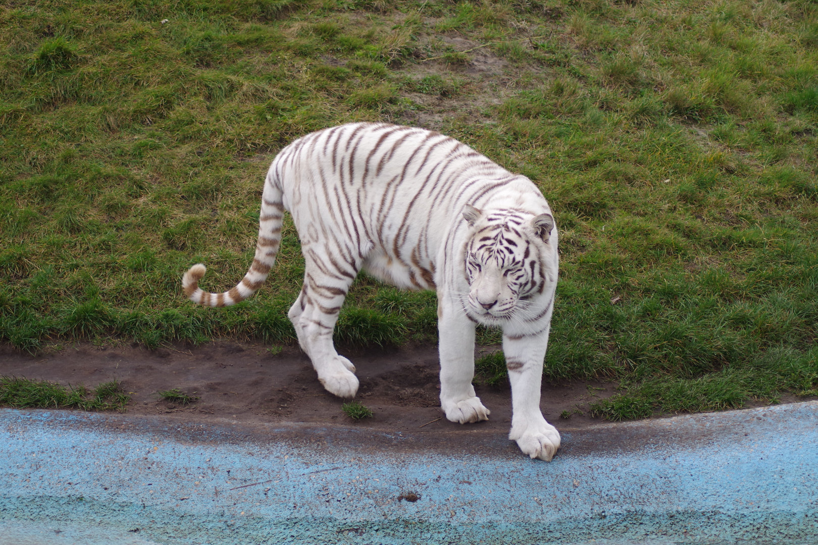 weißer tiger