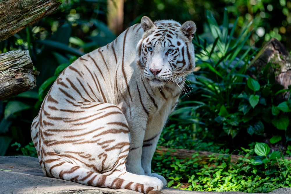 Weißer Tiger Foto & Bild | tiere, tierdetails, canon Bilder auf