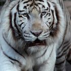 Weißer Tiger ..