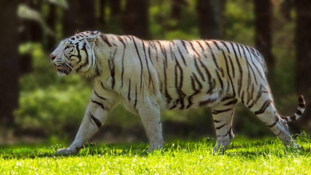 Weißer-Tiger Foto &amp; Bild | landschaft, lebensräume, sommer Bilder auf ...