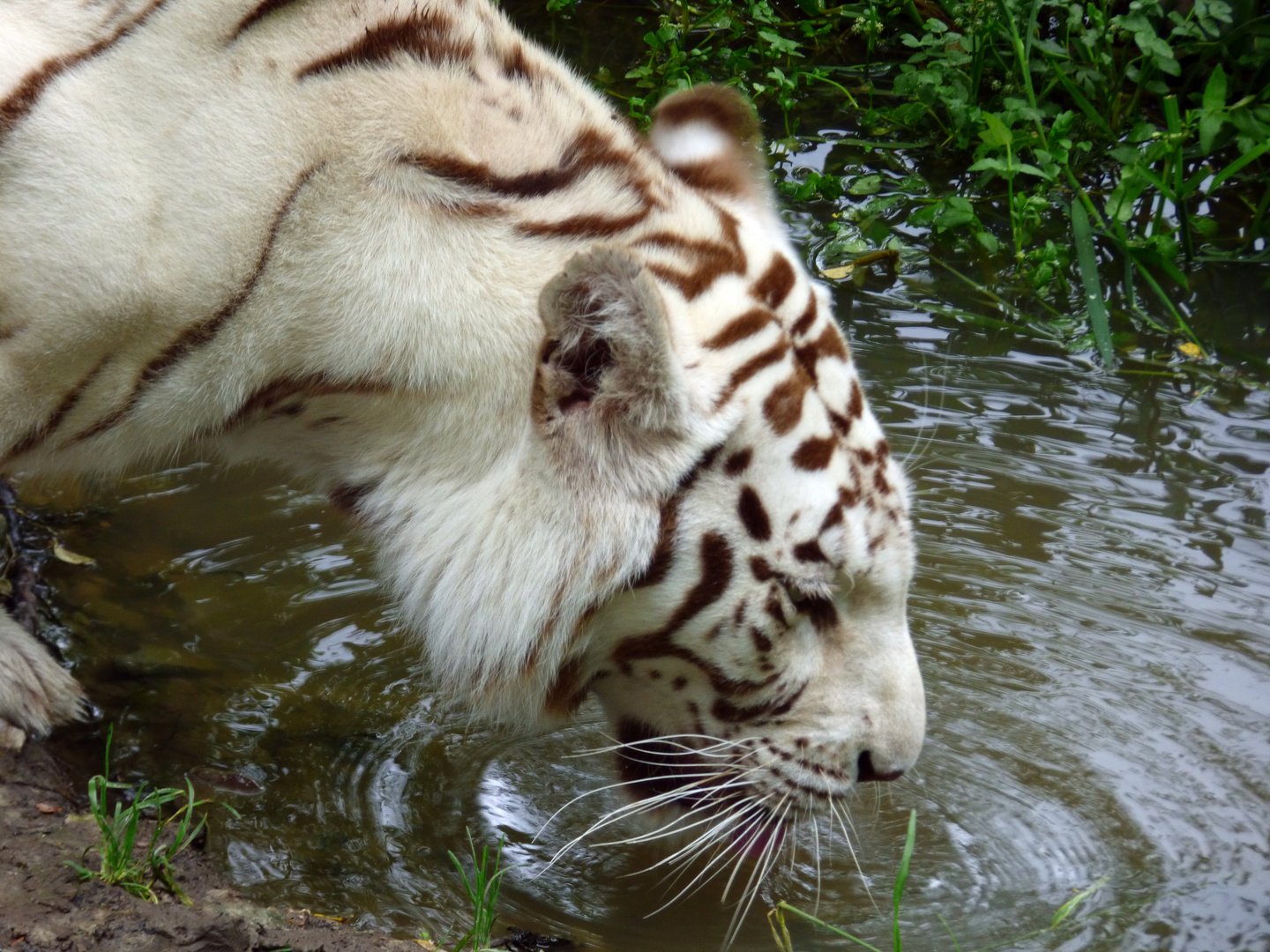 Weisser Tiger