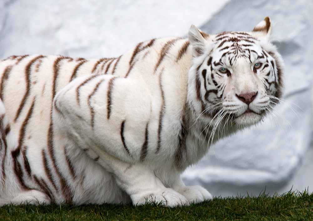 weißer Tiger auf der Lauer