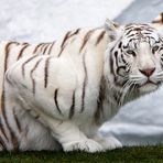 weißer Tiger auf der Lauer