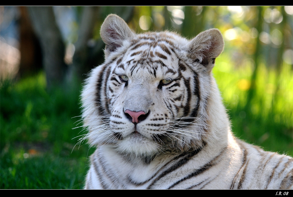 Weißer Tiger