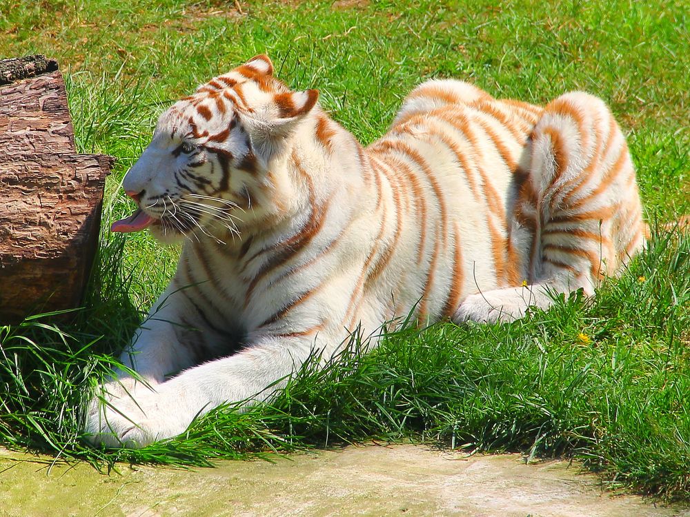 Weisser Tiger von Lichtung 