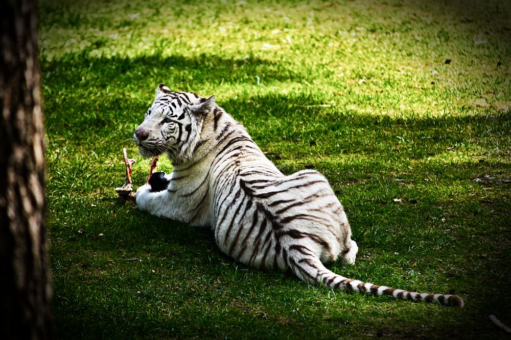 weißer Tiger beim Fressen von Joachim Wolfahrt 