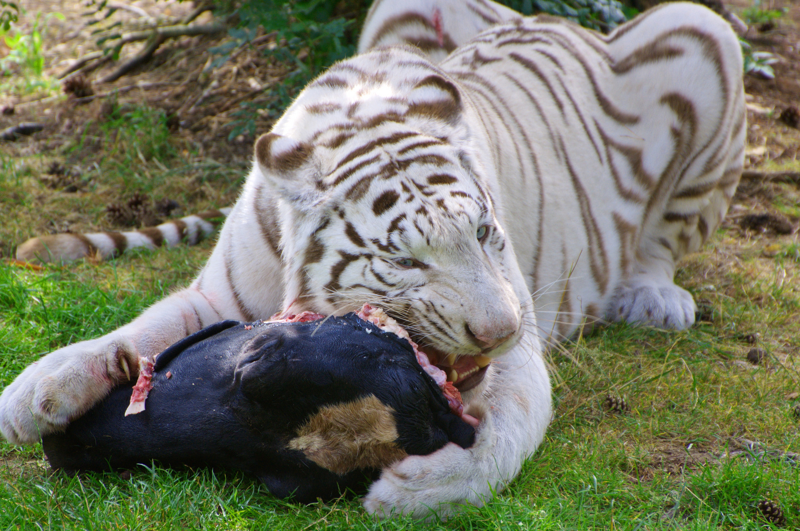 Weißer Tiger beim Fressen