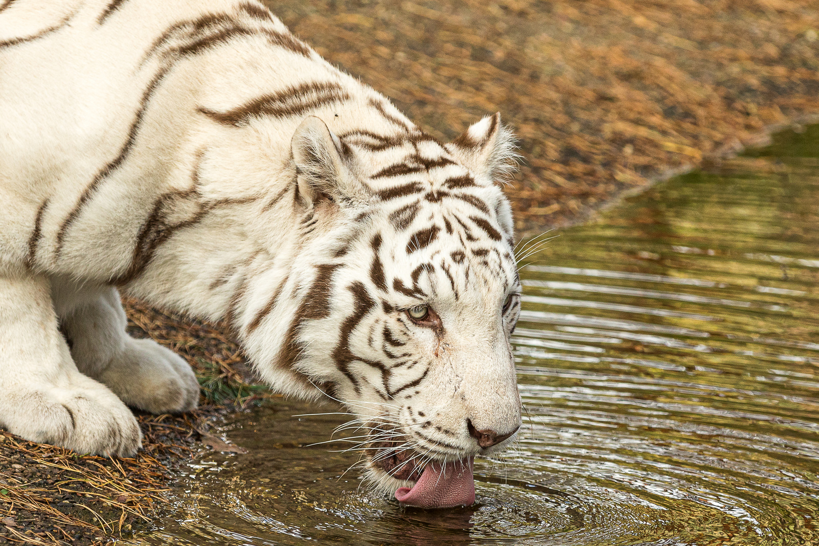 Weißer Tiger beim Trinken am See