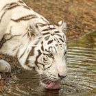 Weißer Tiger beim Trinken am See