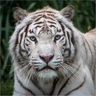 weißer Tiger...