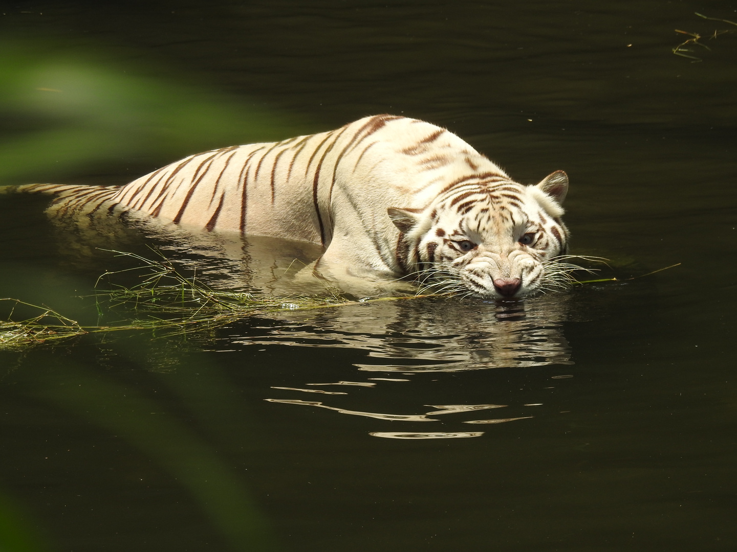 Weißer Tiger