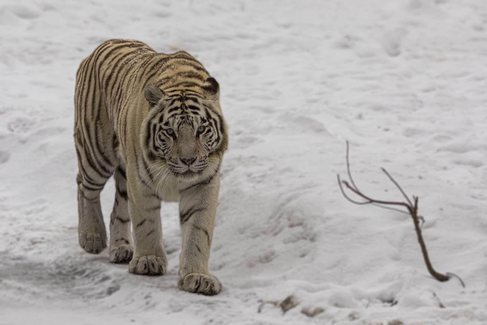 Weisser Tiger