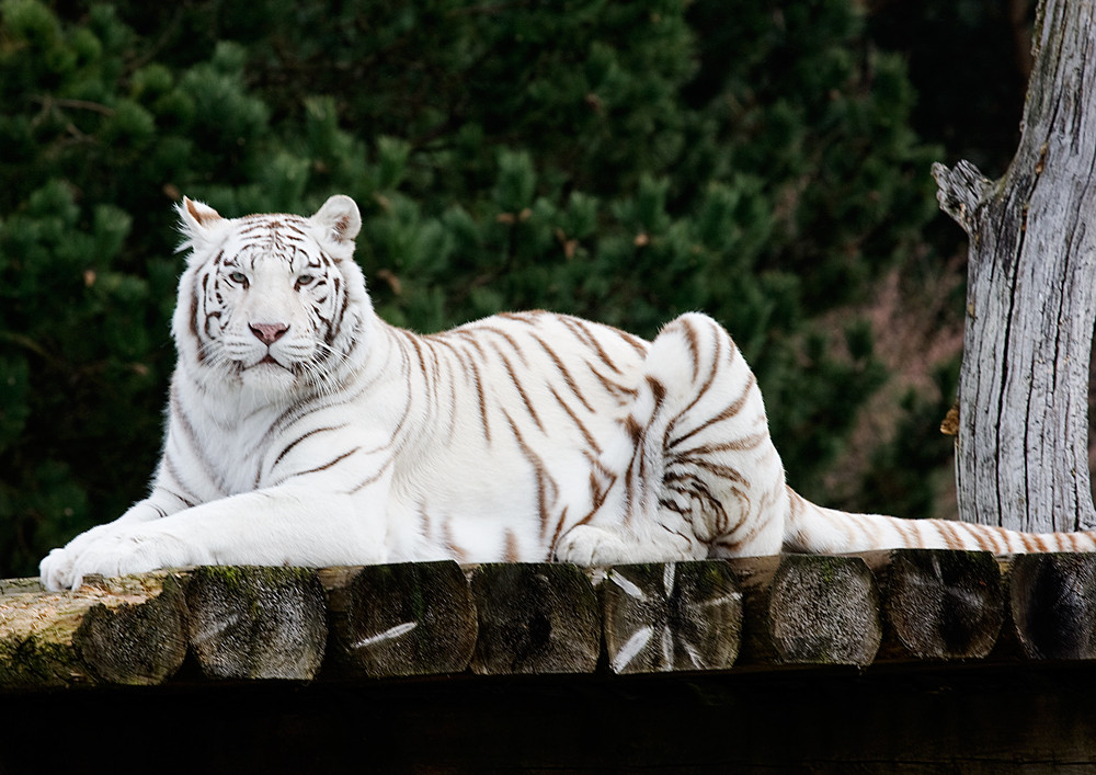 weißer Tiger Foto & Bild | tiere, zoo, wildpark & falknerei, säugetiere